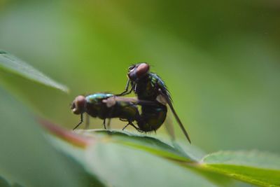 Close-up of fly on leaf mating with other fly