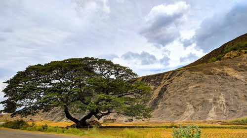 Trees on field against sky