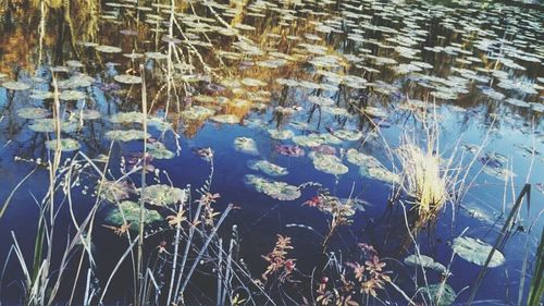 Plants in water