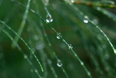 Close-up of water drops on plant