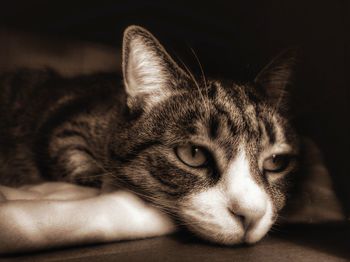 Close-up of cat resting on bed