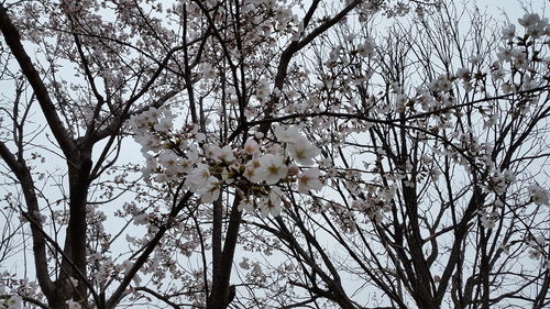 Low angle view of white flowers blooming on tree