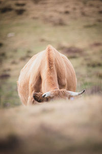 View of a horse on field