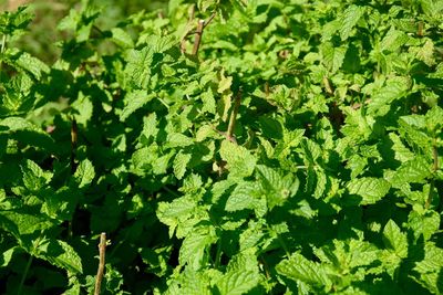 Full frame shot of green leaves