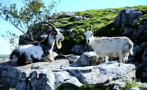 View of sheep on rocks