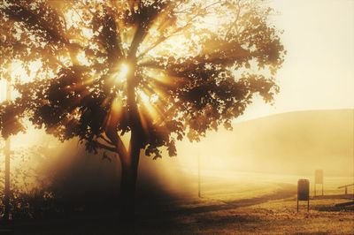 Sunlight streaming through trees on field during sunset