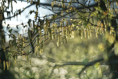 Close-up of plants during winter