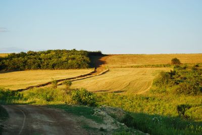 Dirt road amidst field against clear sky