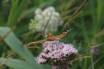 Close-up of butterfly pollinating on purple flower