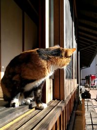 Close-up of cat on wood