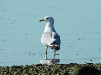 Seagull perching on lakeshore