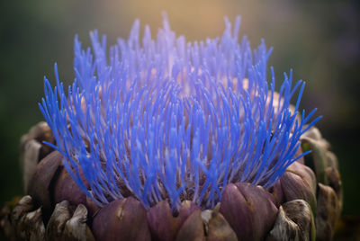 Close up of plant against blurred background