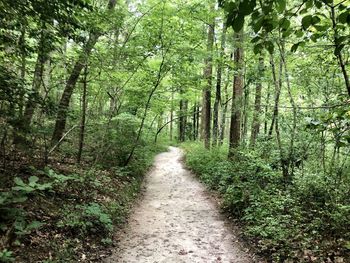 Footpath amidst trees in forest