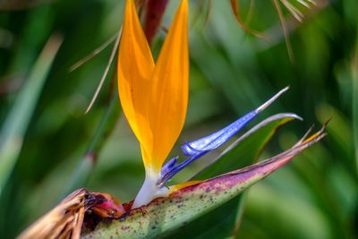 Close-up of orange flowering plant