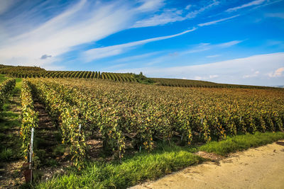 Crops growing on field against sky