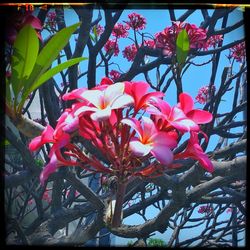 Close-up of fresh pink flowers blooming on tree