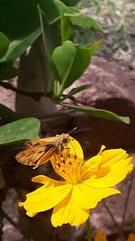 Close-up of insect on yellow flower