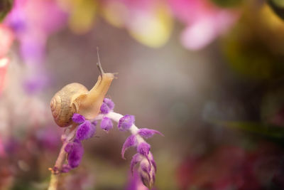 Close-up of snail on purple flower