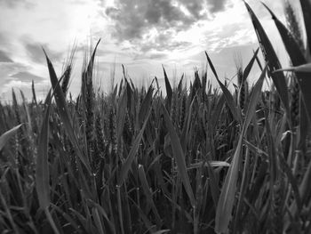 Close-up of wheat growing on field against sky