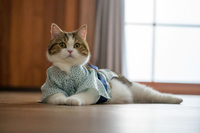 Cat sitting on floor at home