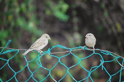 Close-up of sparrows perching on fence