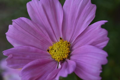 Close-up of pink flower