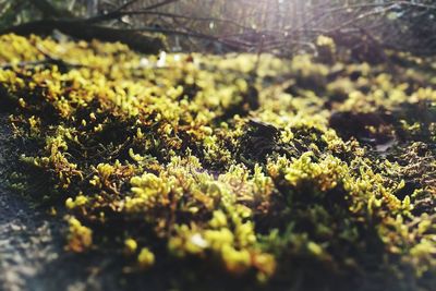 Close-up of fresh green plants