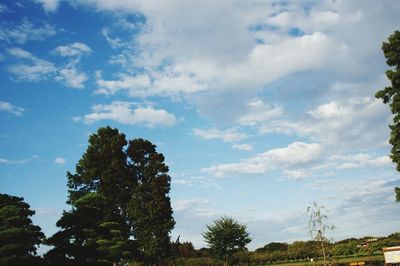 Low angle view of trees against sky