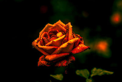 Close-up of red rose against black background