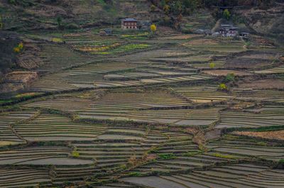 Full frame shot of rice paddy