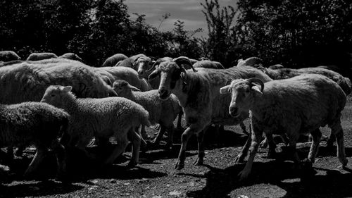 Sheep in a field