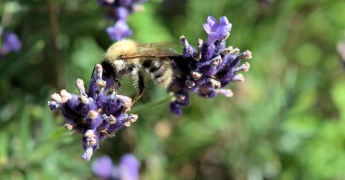 Close-up of bee pollinating on purple flower