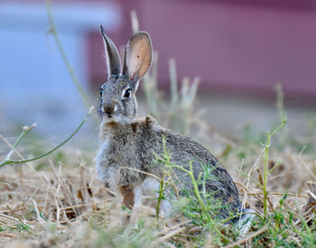 Close-up of rabbit on field