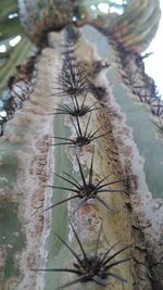 Close-up of prickly pear cactus