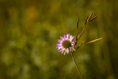 Close-up of purple flowering plant