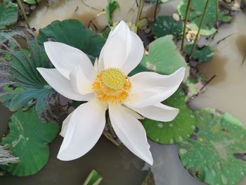 Close-up of white flowering plant