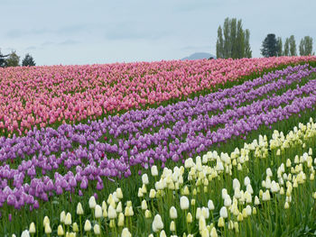 Multi colored tulip flowers blooming in field