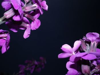Close-up of pink flowering plant against black background
