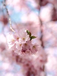 Close-up of pink cherry blossoms