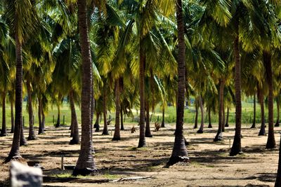 View of palm trees in forest