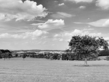 Trees on field against sky