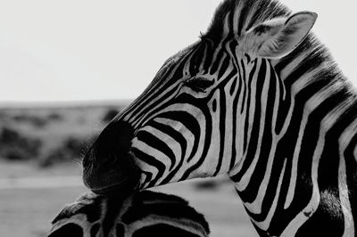 Close-up of zebra