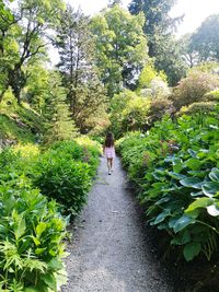 Rear view of woman walking on footpath amidst trees