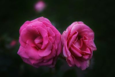 Close-up of pink rose