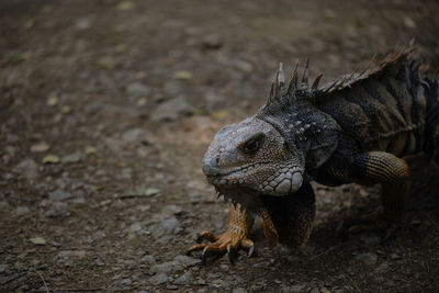 Close-up of lizard on field