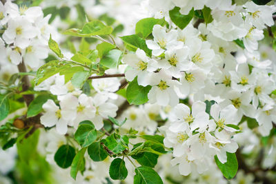 Close-up of white flowering plant