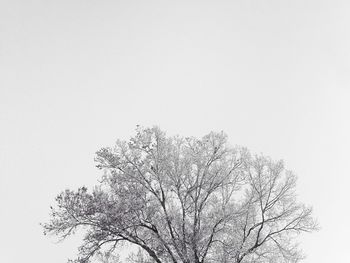 Low angle view of tree against sky