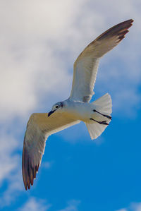 Low angle view of seagull flying in sky