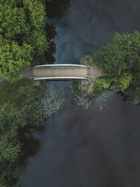 High angle view of trees and plants in forest