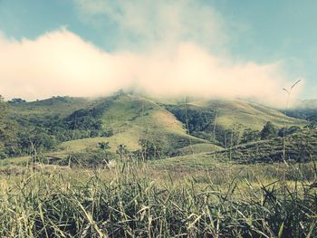 Scenic view of landscape against sky